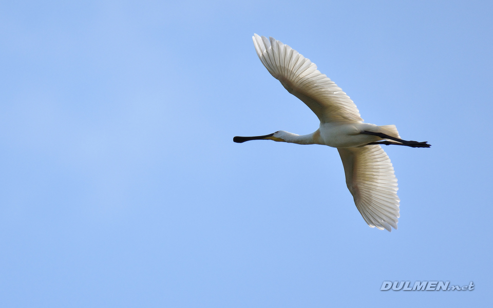 01 Eurasian spoonbill (Platalea leucorodia)